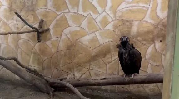 В астраханском зоопарке мошка съела птенца черных грифов
