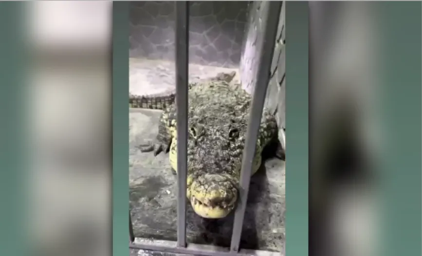 Астраханцев приглашают на показательное кормление крокодилов