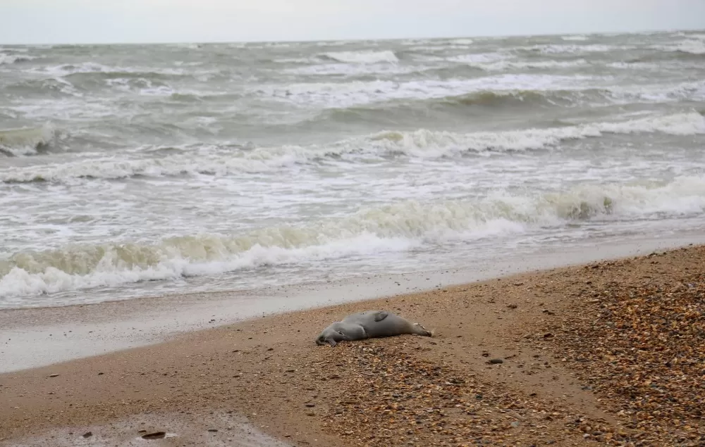Жуткая картина: побережье Каспийского моря усыпано мертвыми тюленями
