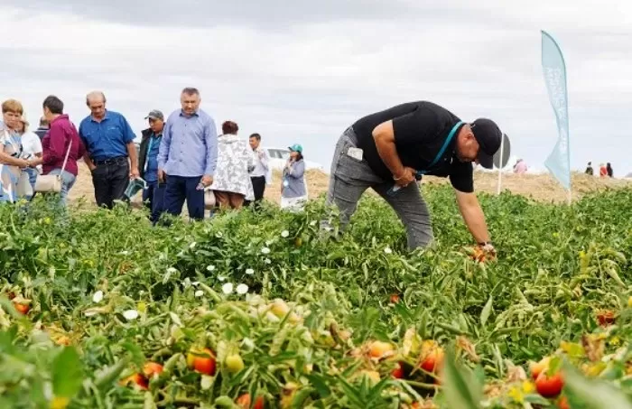 Очередной День поля в Астраханской области стал бенефисом российского производителя препаратов по защите сельхозкультур