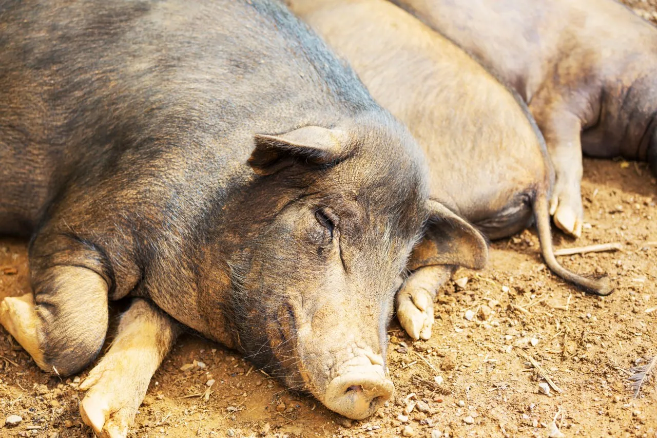 В Астрахани на мусорку выкинули трупы чумных свиней 
