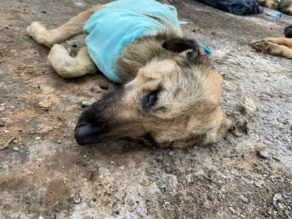Занимаемся этим адом: на ЧП с обезображенными в Астрахани мертвыми собаками отреагировали в прокуратурах и Госдуме