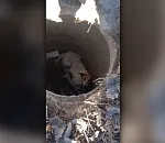Астраханские спасатели помогли бездомной собаке