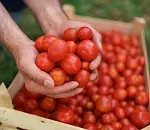 Третий томатный завод планируют построить под Астраханью 