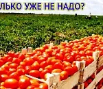 На рекорды уже не идем? В Астраханской области на ближайшие годы понижены показатели сбора овощей и картофеля