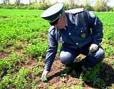 С начала года в Астраханской области установили карантин почти на миллионе гектаров земли