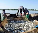 Количество добытой рыбы в Астраханской области в этом году может вырасти на 45%