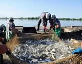 Количество добытой рыбы в Астраханской области в этом году может вырасти на 45%