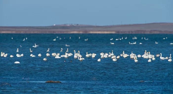 Новая реальность экологической тропы «Озеро Лебедь» | Куршская Коса - национальный парк