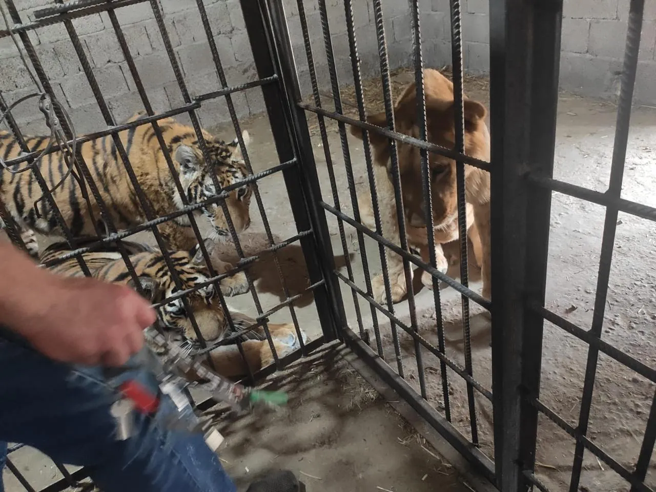 Изъятые у контрабандиста львята и тигрята останутся жить в Астрахани