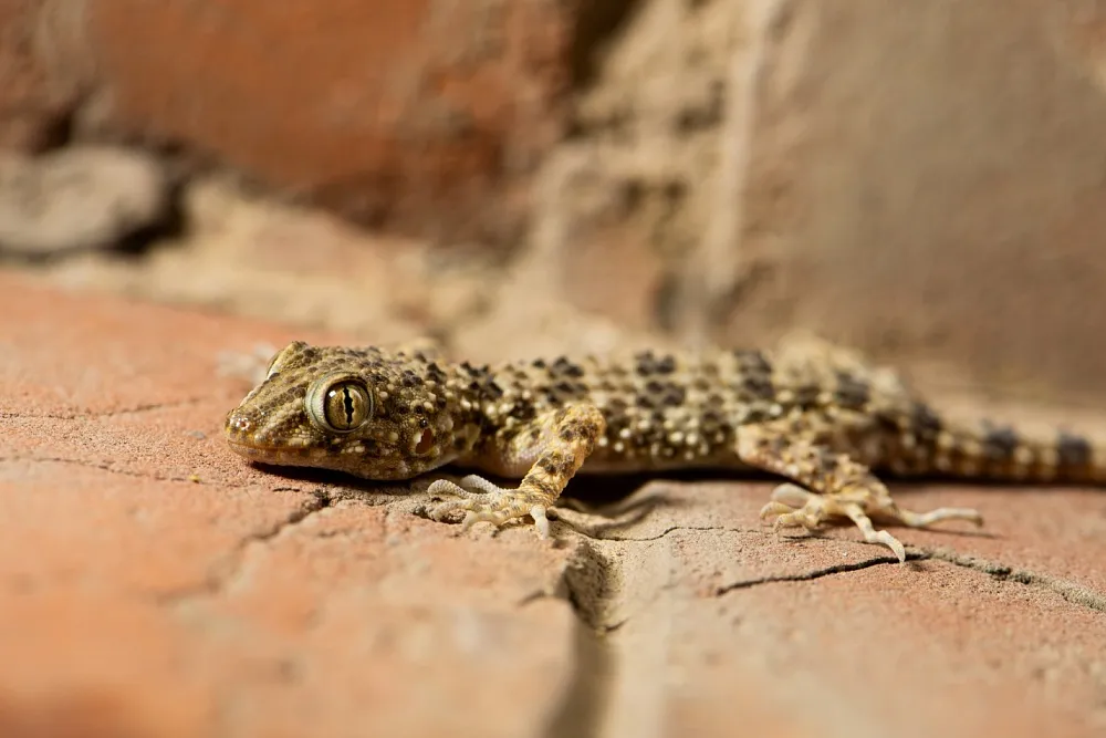 Записки астраханского натуралиста. Каспийский геккон, ночной обитатель Астрахани