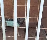 300 бездомных собак из астраханского приюта обрели хозяев