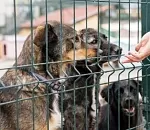Летом в Астраханской области откроется третий, самый большой, приют для бездомных животных