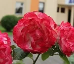 Конкурс цветочных композиций для школьников всех регионов России