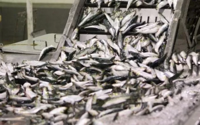В Астраханской области почти 7 тонн рыбной продукции неизвестного происхождения ушло на реализацию