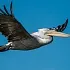 Записки астраханского натуралиста. Пеликаны, летающие гиганты