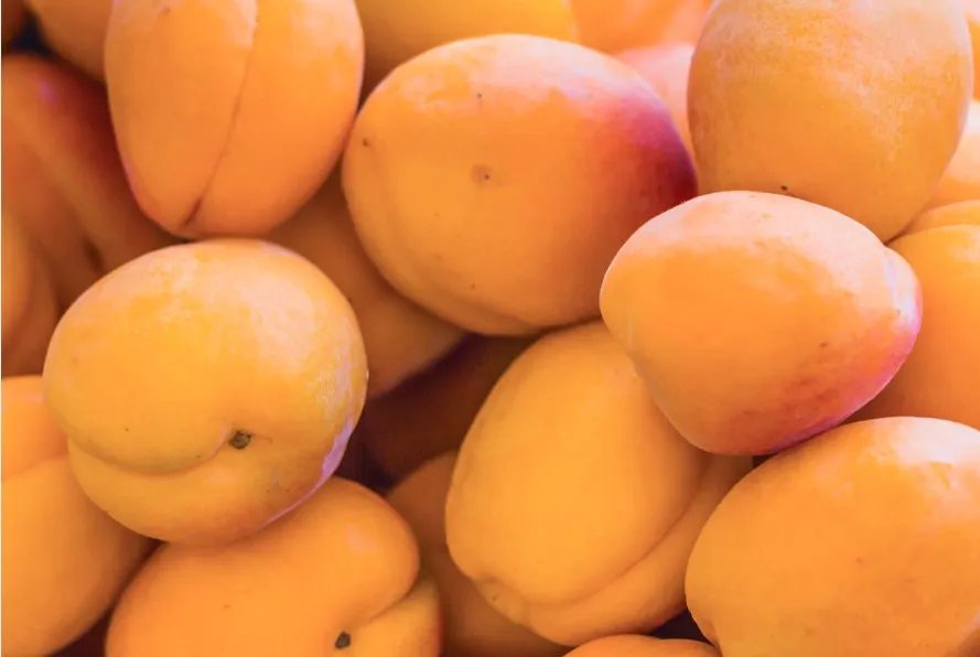  В заграничных абрикосах, прибывших в Астрахань, обнаружен опасный вредитель