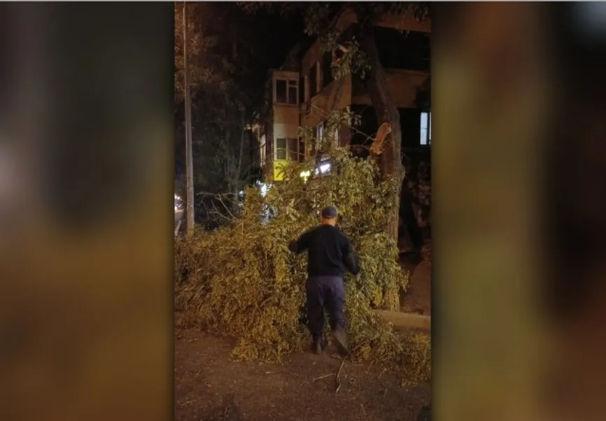 В Астрахани поваленное ветром дерево чуть не стало причиной происшествия