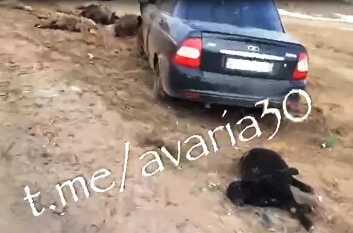 Жуткий автострайк: на дороге под Астраханью «Лада» одним махом сбила до двух десятков овец