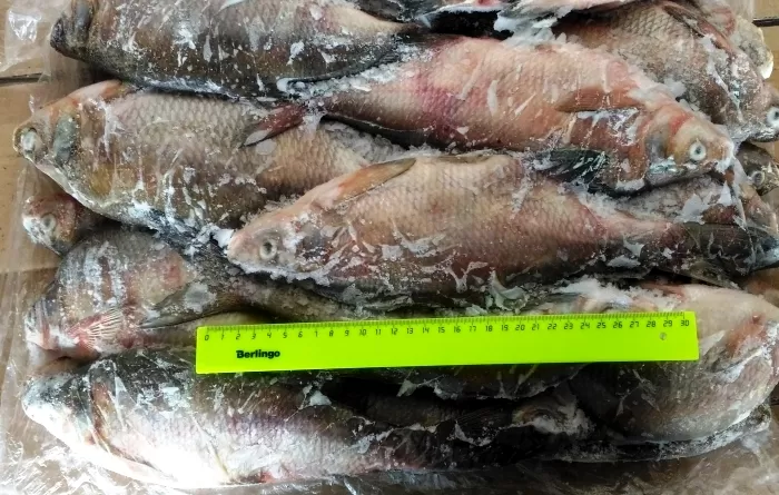 Под  Астраханью почти 150 кг мороженой рыбы нашлись в степи