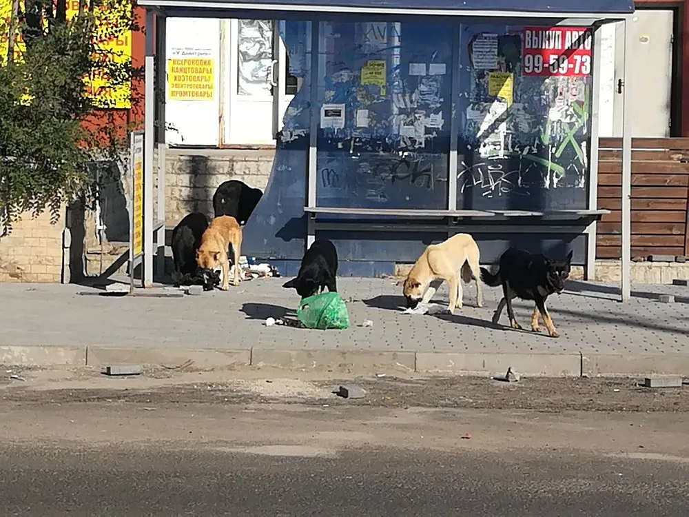 В Астрахани завели дело после нападения собак на двух маленьких детей