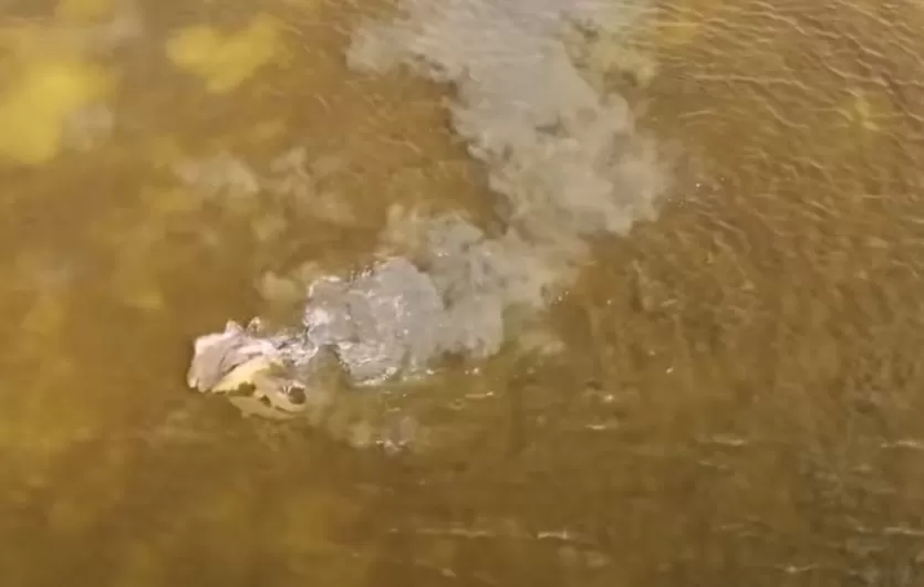 Массовый нерест огромных морских сазанов под Астраханью сняли на видео
