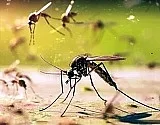 В России комары начали переносить 47 новых вирусов