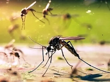 В России комары начали переносить 47 новых вирусов