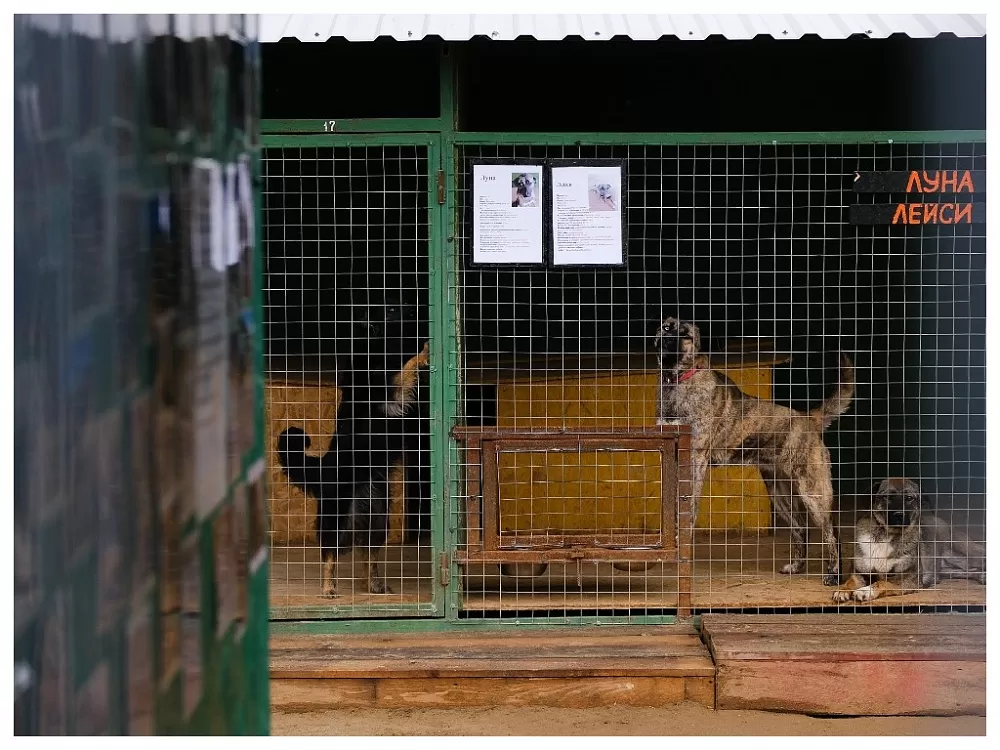 В Астрахани строят приют, где собака останется жить, даже если для нее не найдется хозяина