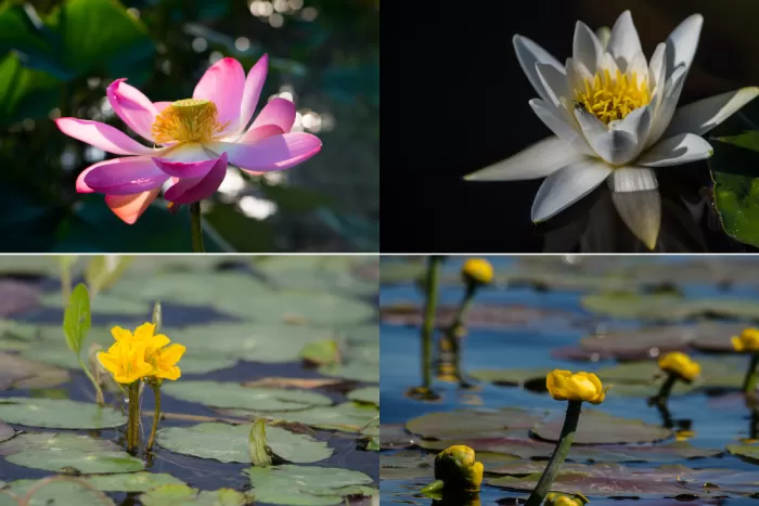Цветы растущие в воде - 73 фото