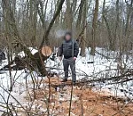 7 лет за два ясеня: в Астраханской области поймали черного лесоруба