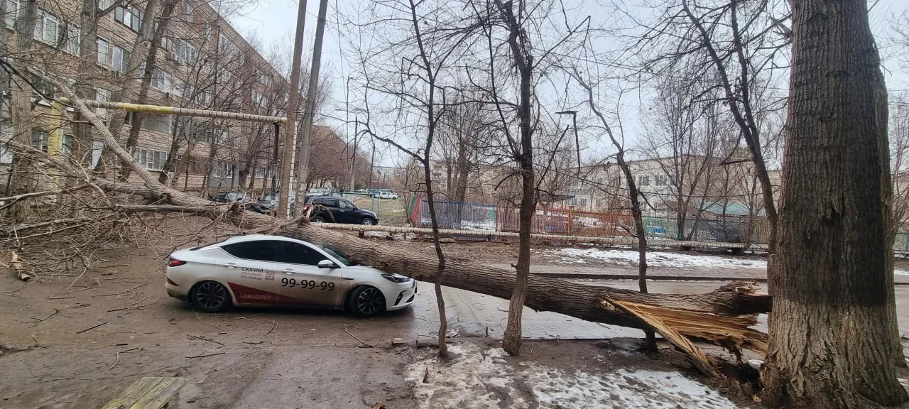 Началось: в Астрахани упавшее дерево придавило авто