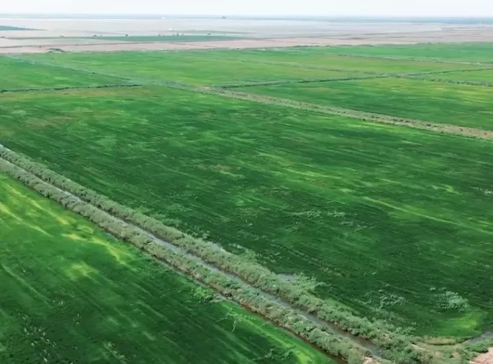 В Астраханской области возрождают советские рисовые чеки