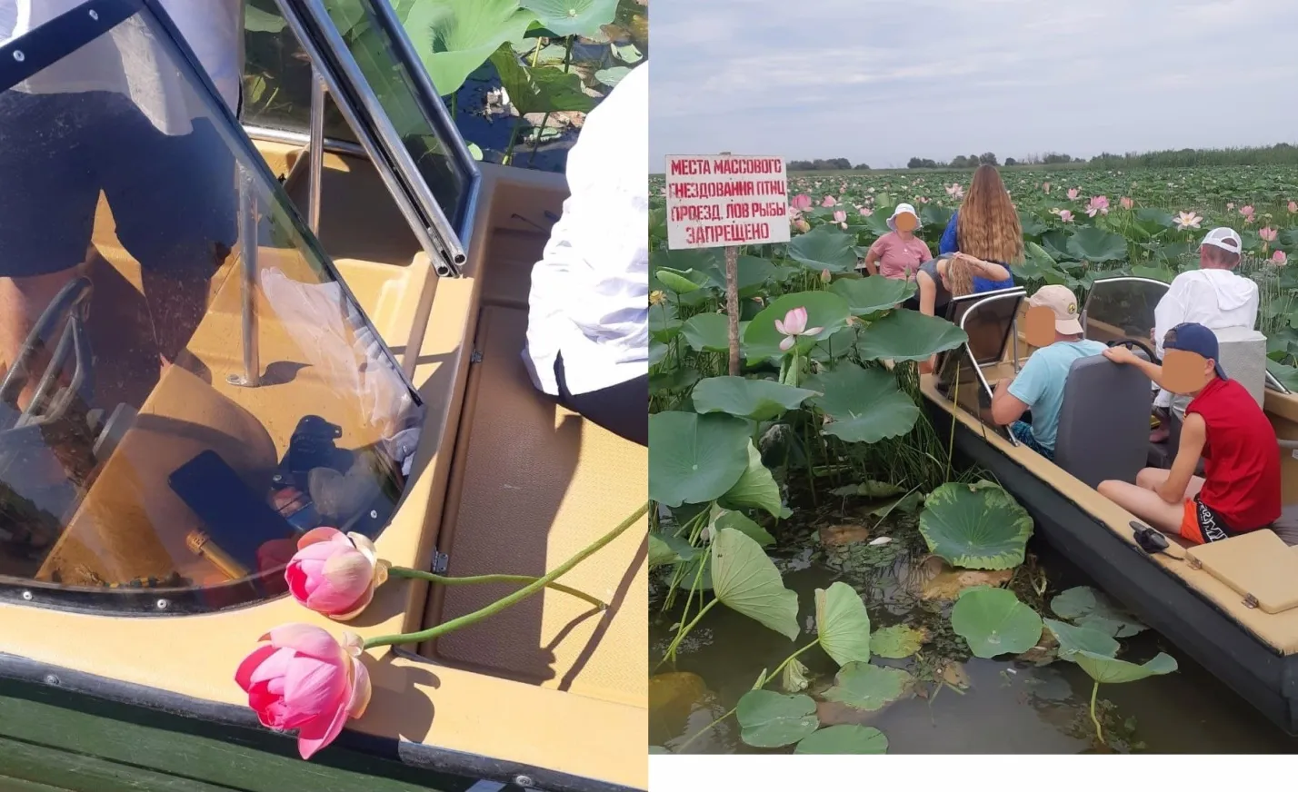 В Астраханской области туристов наказали за срыв лотосов