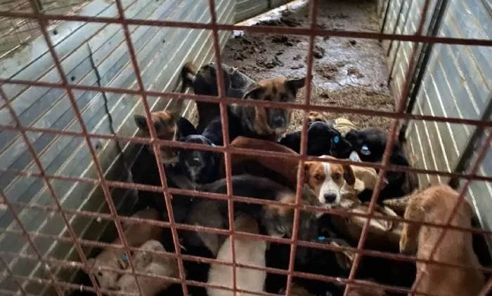 28 миллионов псу под хвост: СК возбудил уголовное дело по факту мошенничества с контрактами по отлову бездомных собак в Астрахани