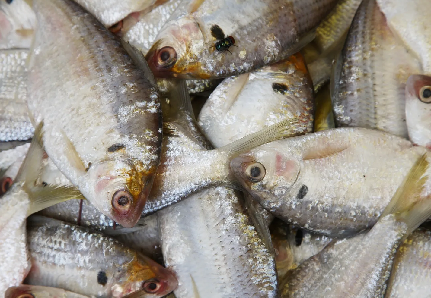 У астраханца изъяли более 7 тонн незаконно добытой рыбы