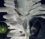 В Антарктиде впервые вырастили арбузы