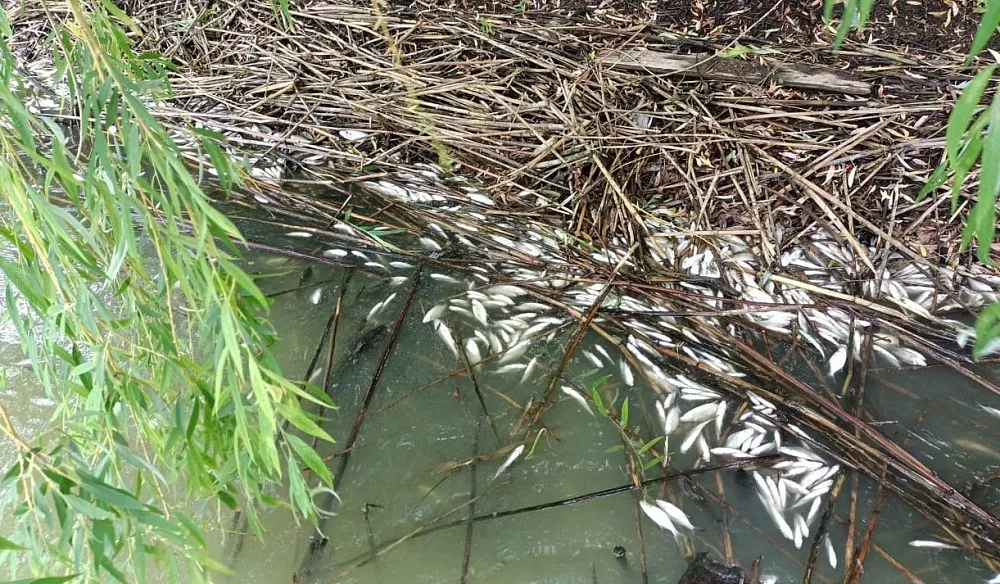 В астраханском селе произошел массовый замор рыбы в местной речке