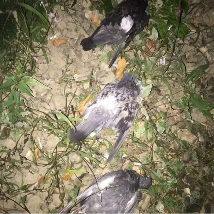 В центре Астрахани массово погибли голуби