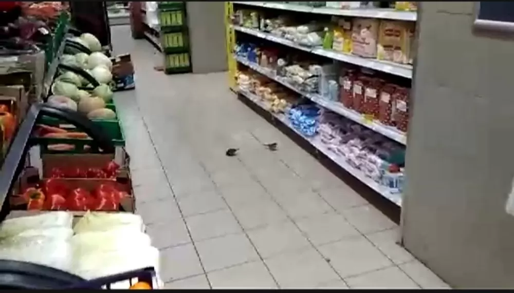 Астраханец снял на видео птиц, летающих над едой в супермаркете (ВИДЕО)