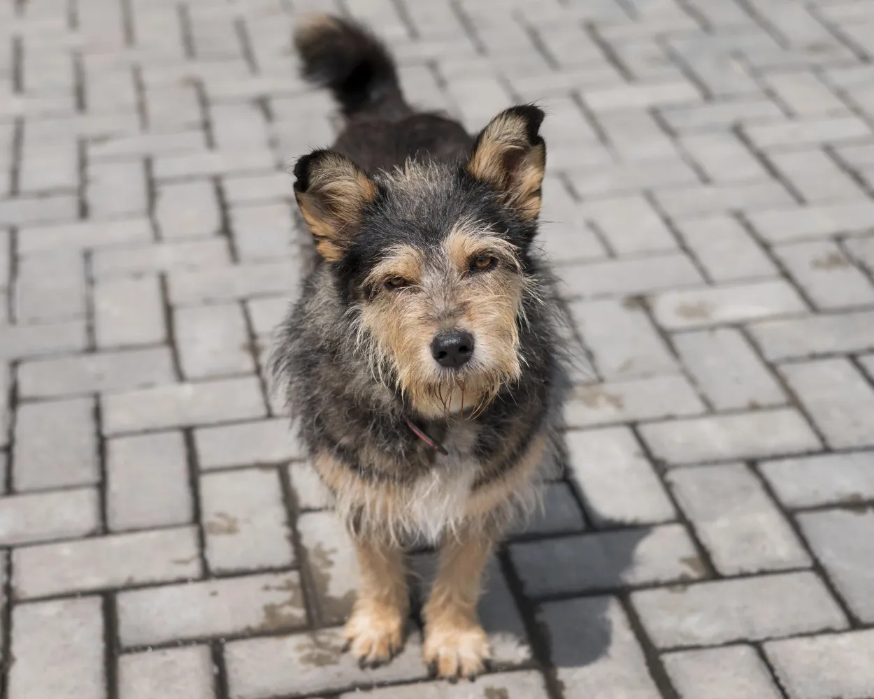 Астраханская облдума отклонила законопроект о контроле при отлове собак