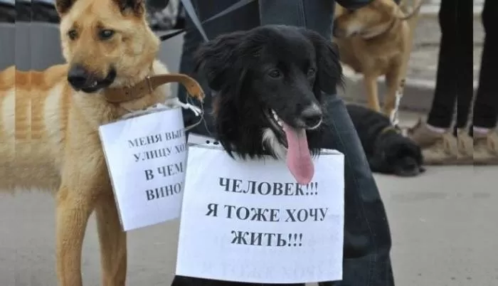 Лев Лещенко, Владимир Винокур, Эдита Пьеха и другие звёзды против инициативы астраханских властей по усыплению собак