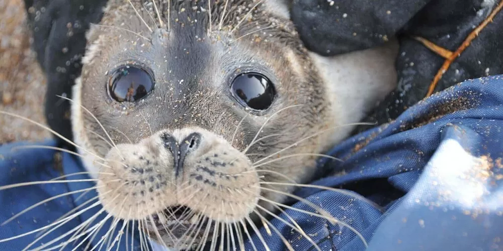 В Астраханской области самолет-амфибия и беспилотники ищут тюленей