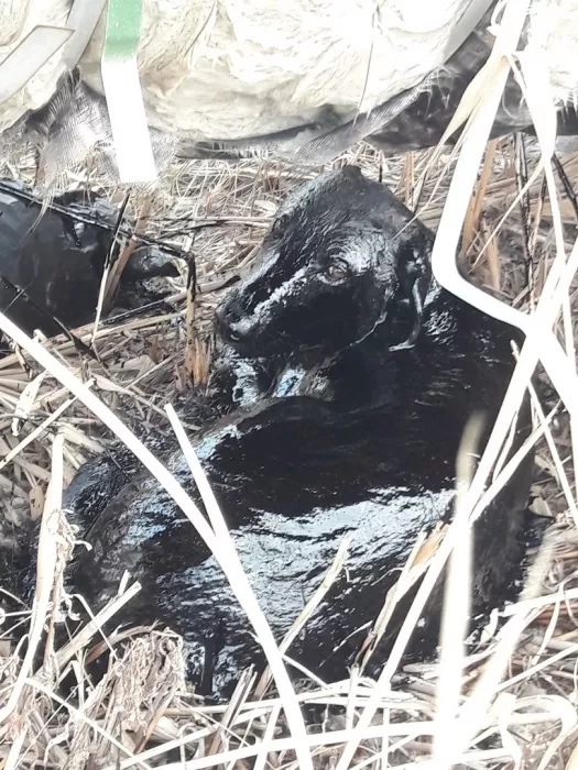 На севере Астраханской области спасли от гибели собаку, угодившую в яму с мазутом 