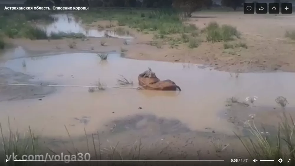 В Астрахани чуть не разорвали корову, пытаясь вытащить ее из болота
