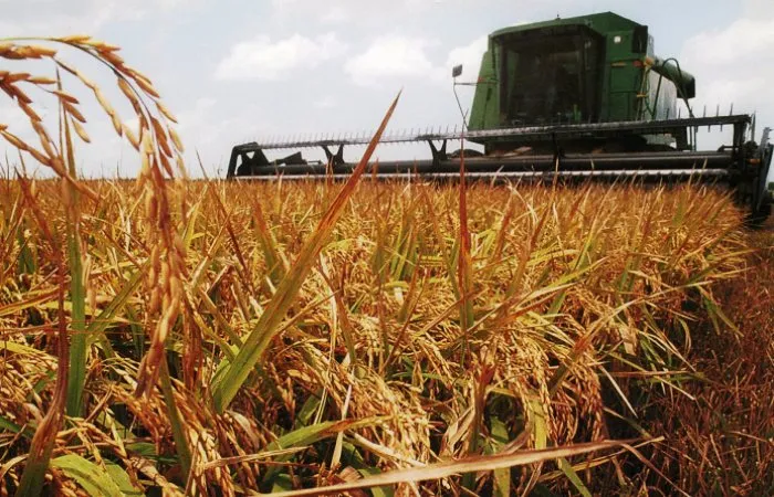 Минсельхоз России имеет на Астраханскую область большие планы по производству риса