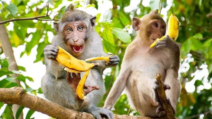 Загадка месяца: кому интересны банановые шкурки? Рейтинг астраханских сайтов за апрель-2022
