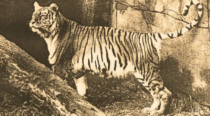 Записки астраханского натуралиста. Возродят ли каспийских тигров?
