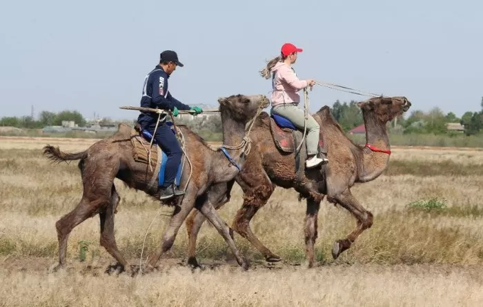 На Всероссийском Сабантуе героя конных скачек ждет автомобиль, а триумфатора верблюжьих бегов – 200 000 рублей