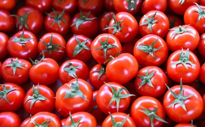 С начала года на территорию Астраханской области прибыли более 240 тонн томатов из южных стран